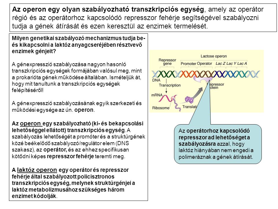 Az operon egy olyan szabályozható transzkripciós egység, amely az operátor régió és az operátorhoz kapcsolódó represszor fehérje segítségével szabályozni tudja a gének átírását és ezen keresztül az enzimek termelését.