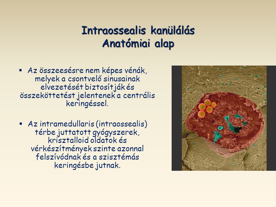 Intraossealis kanülálás Anatómiai alap