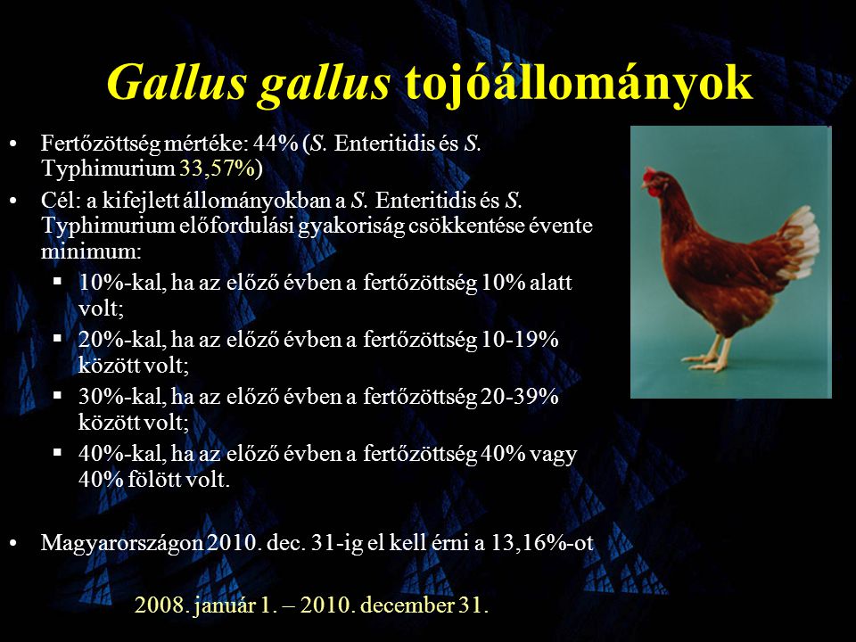 Gallus gallus tojóállományok
