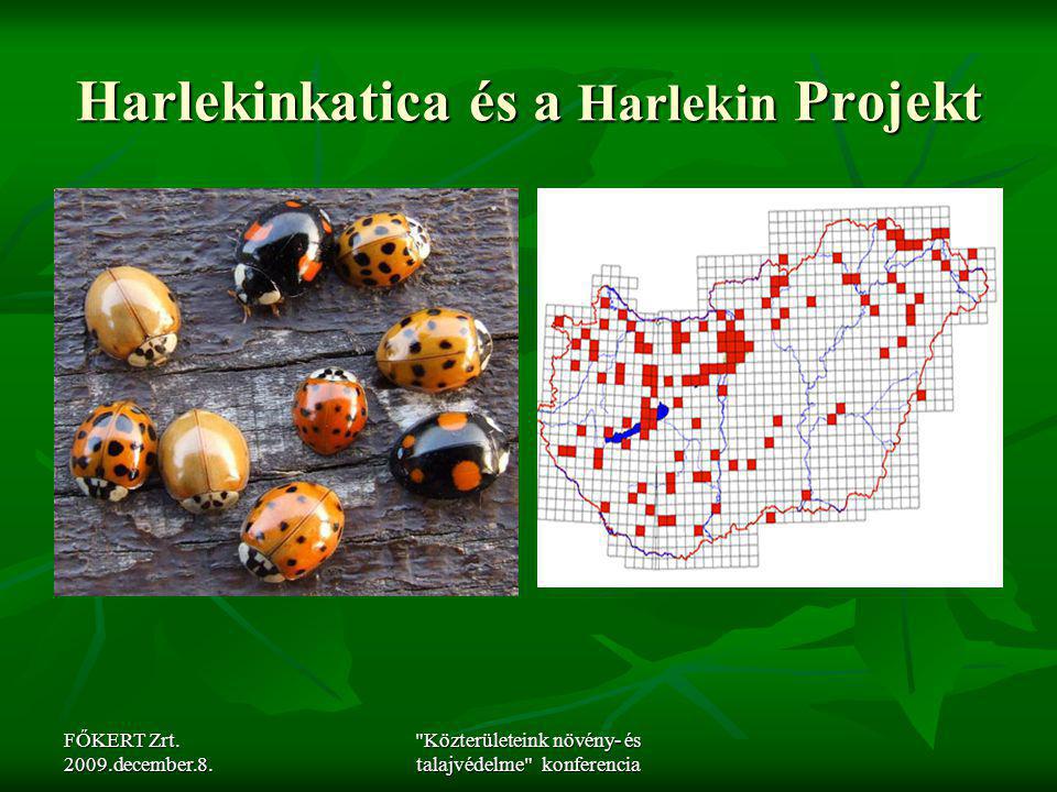 Harlekinkatica és a Harlekin Projekt