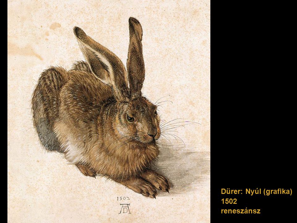 Dürer: Nyúl (grafika) 1502 reneszánsz