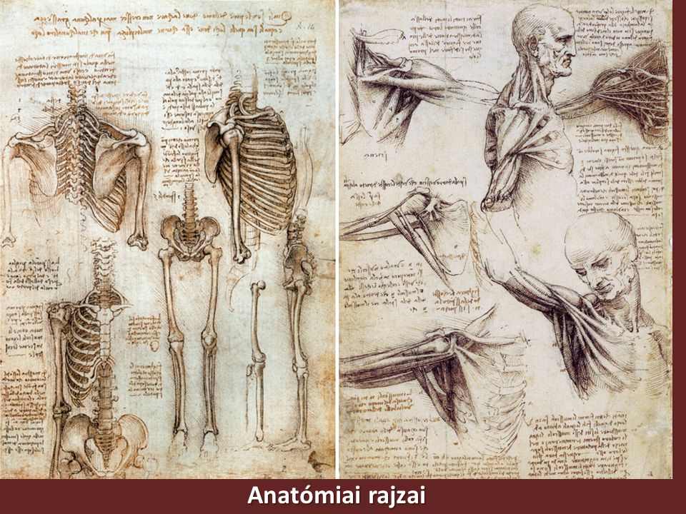 Anatómiai rajzai