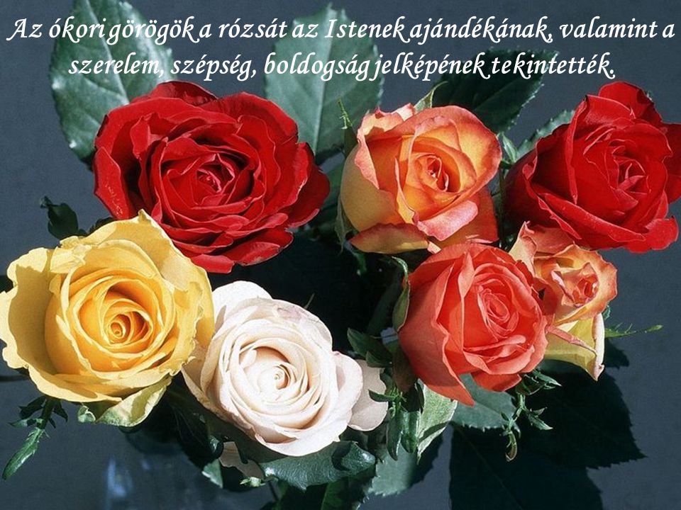 Az ókori görögök a rózsát az Istenek ajándékának, valamint a szerelem, szépség, boldogság jelképének tekintették.