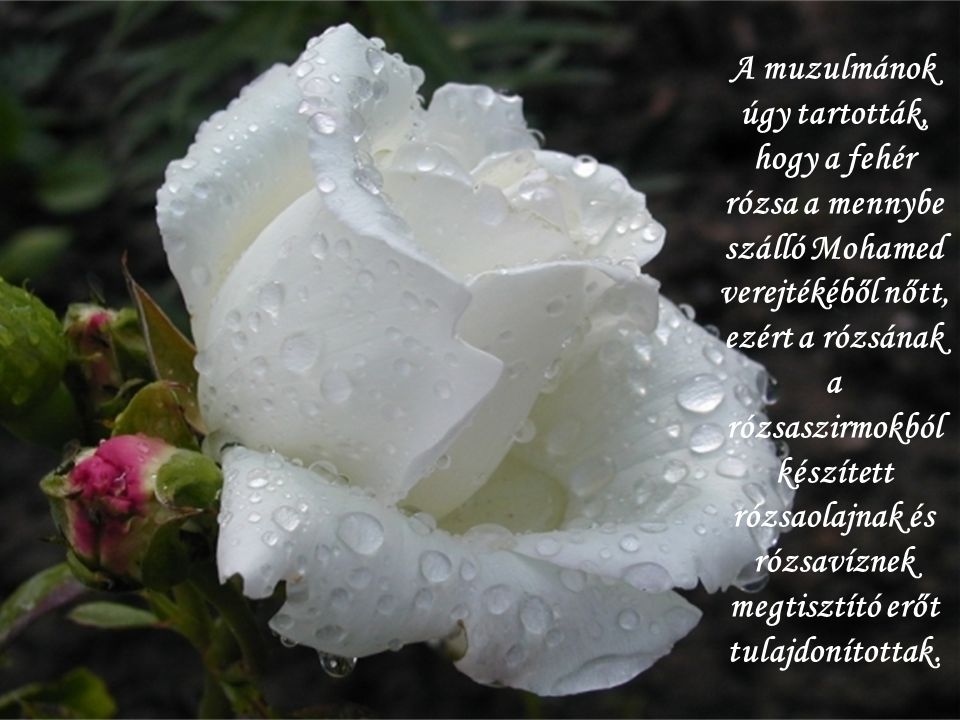 A muzulmánok úgy tartották, hogy a fehér rózsa a mennybe szálló Mohamed verejtékéből nőtt, ezért a rózsának a rózsaszirmokból készített rózsaolajnak és rózsavíznek megtisztító erőt tulajdonítottak.