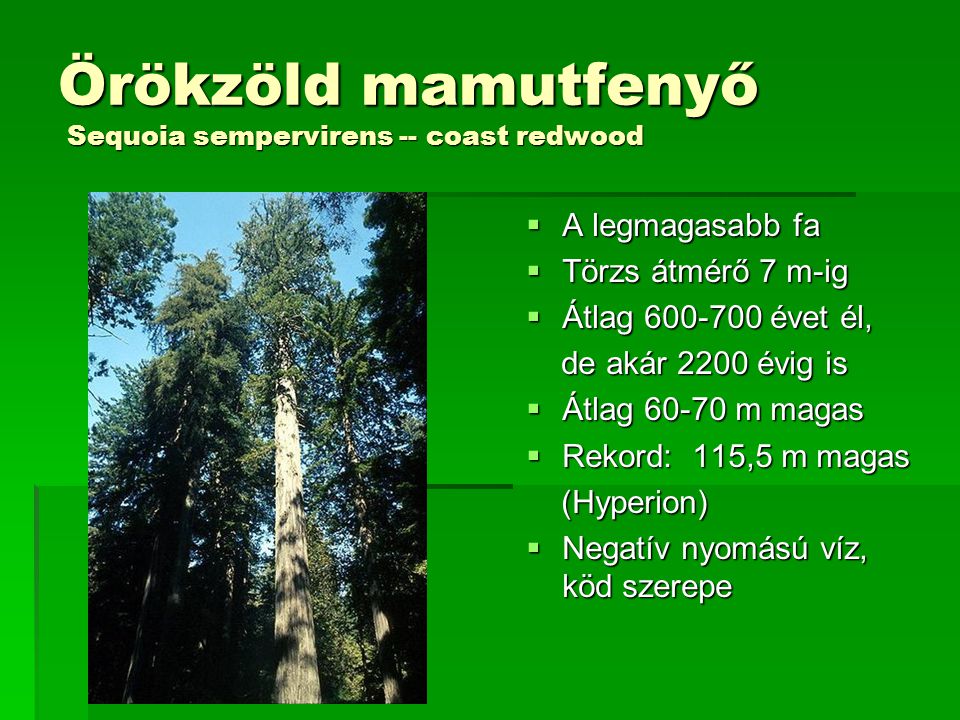 Örökzöld mamutfenyő Sequoia sempervirens -- coast redwood