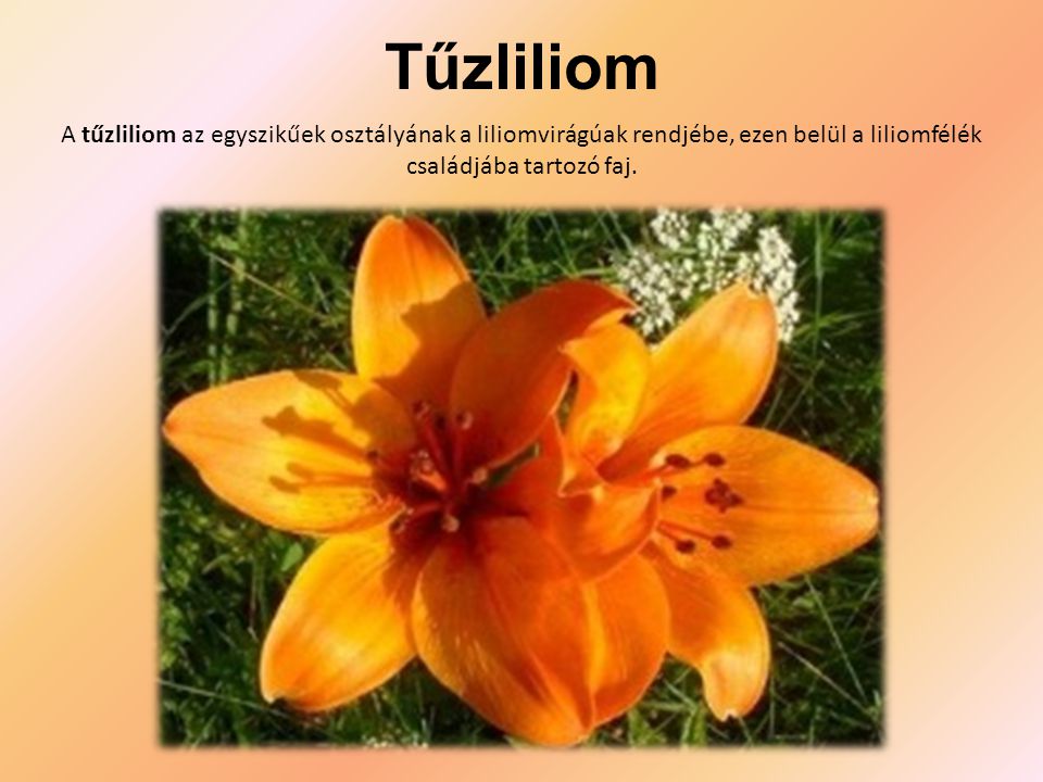 Tűzliliom A tűzliliom az egyszikűek osztályának a liliomvirágúak rendjébe, ezen belül a liliomfélék családjába tartozó faj.