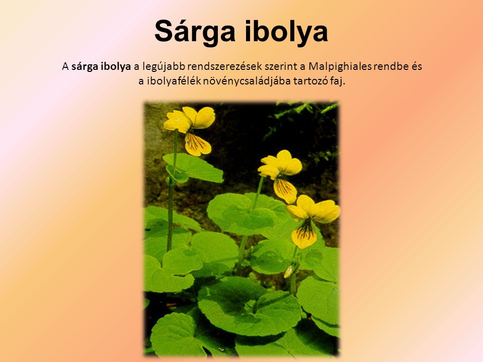 Sárga ibolya A sárga ibolya a legújabb rendszerezések szerint a Malpighiales rendbe és a ibolyafélék növénycsaládjába tartozó faj.