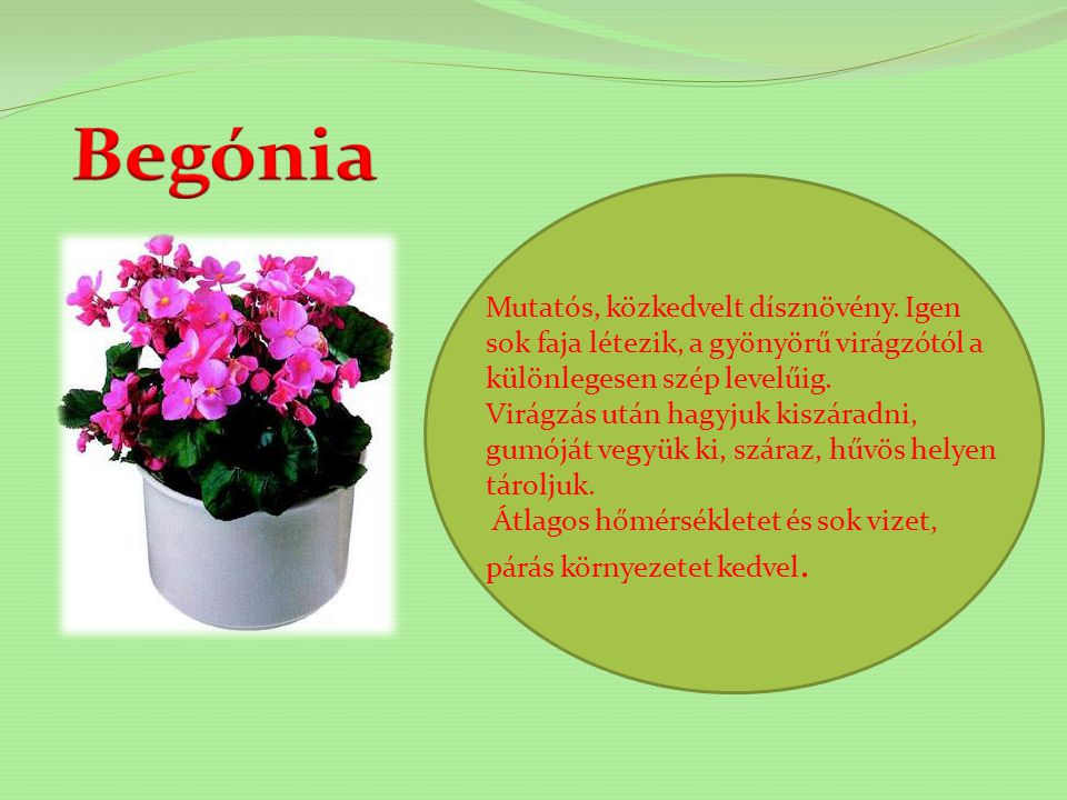 Begónia Mutatós, közkedvelt dísznövény. Igen sok faja létezik, a gyönyörű virágzótól a különlegesen szép levelűig.