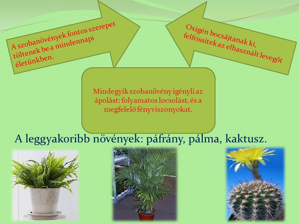 A leggyakoribb növények: páfrány, pálma, kaktusz.