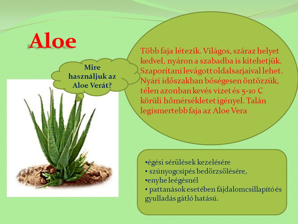 Mire használjuk az Aloe Verát