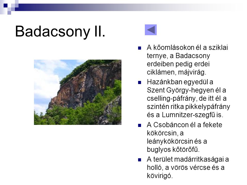 Badacsony II. A kőomlásokon él a sziklai ternye, a Badacsony erdeiben pedig erdei ciklámen, májvirág.