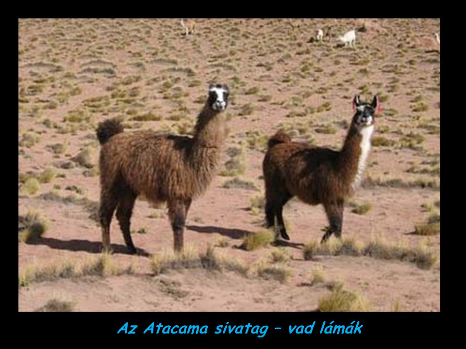 Az Atacama sivatag – vad lámák