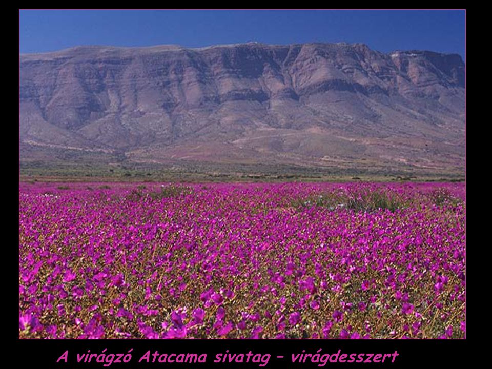 A virágzó Atacama sivatag – virágdesszert