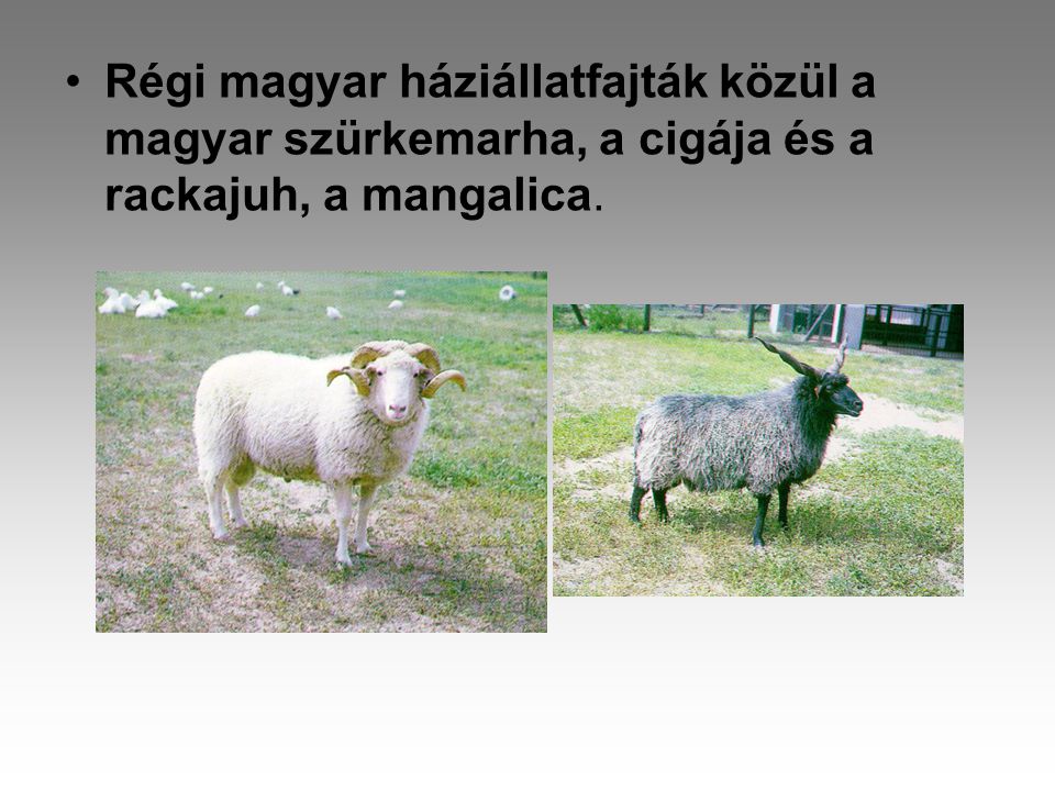 Régi magyar háziállatfajták közül a magyar szürkemarha, a cigája és a rackajuh, a mangalica.