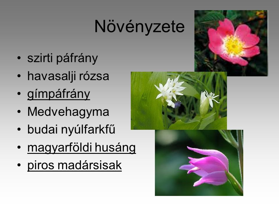 Növényzete szirti páfrány havasalji rózsa gímpáfrány Medvehagyma