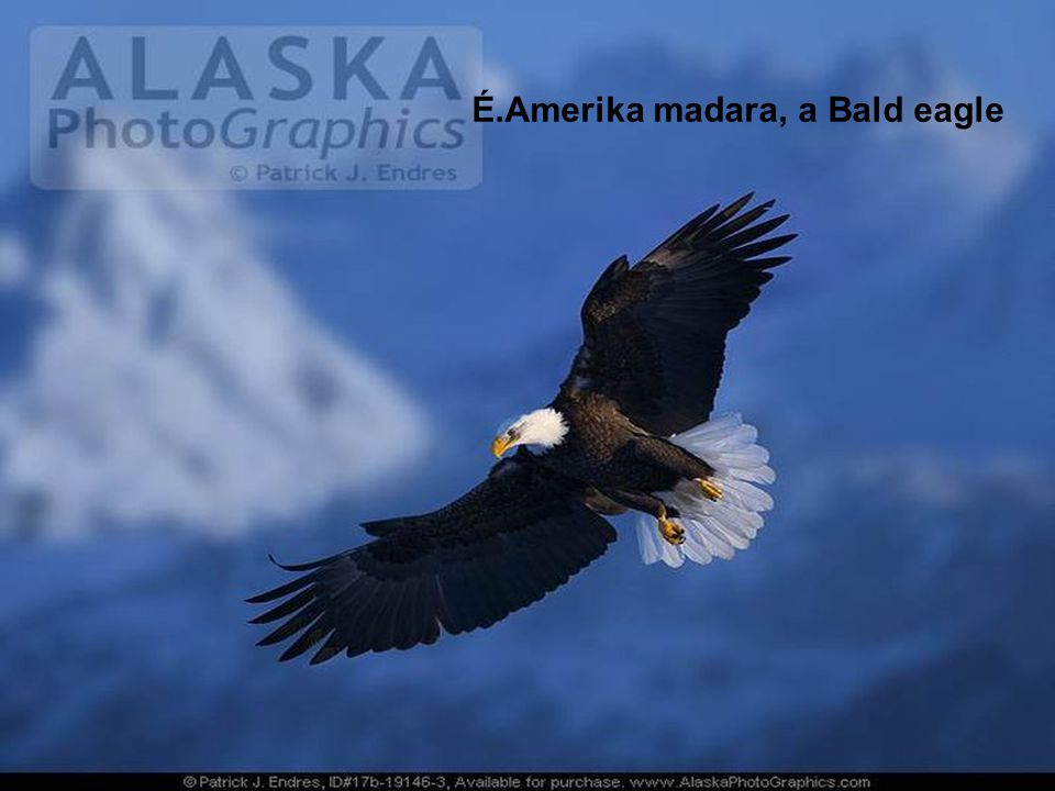 É.Amerika madara, a Bald eagle
