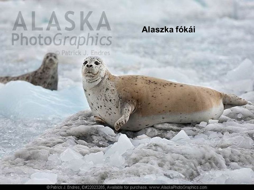 Alaszka fókái