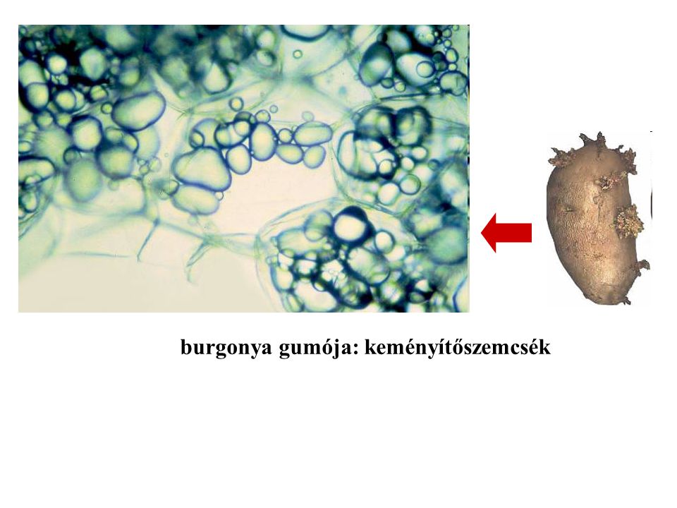 burgonya gumója: keményítőszemcsék