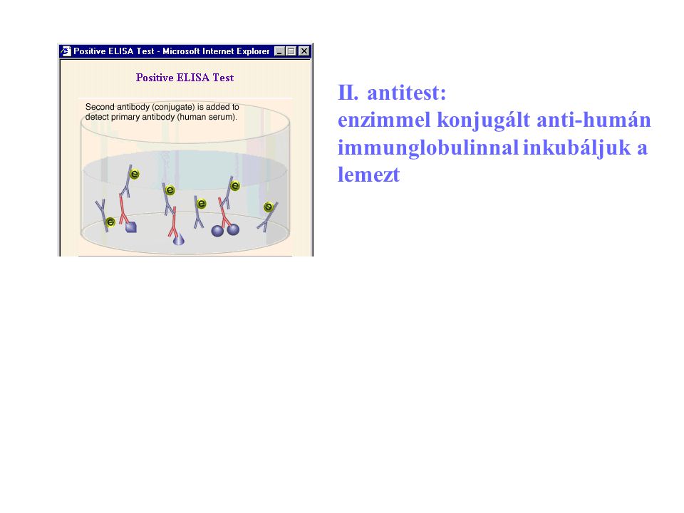 II. antitest: enzimmel konjugált anti-humán immunglobulinnal inkubáljuk a lemezt