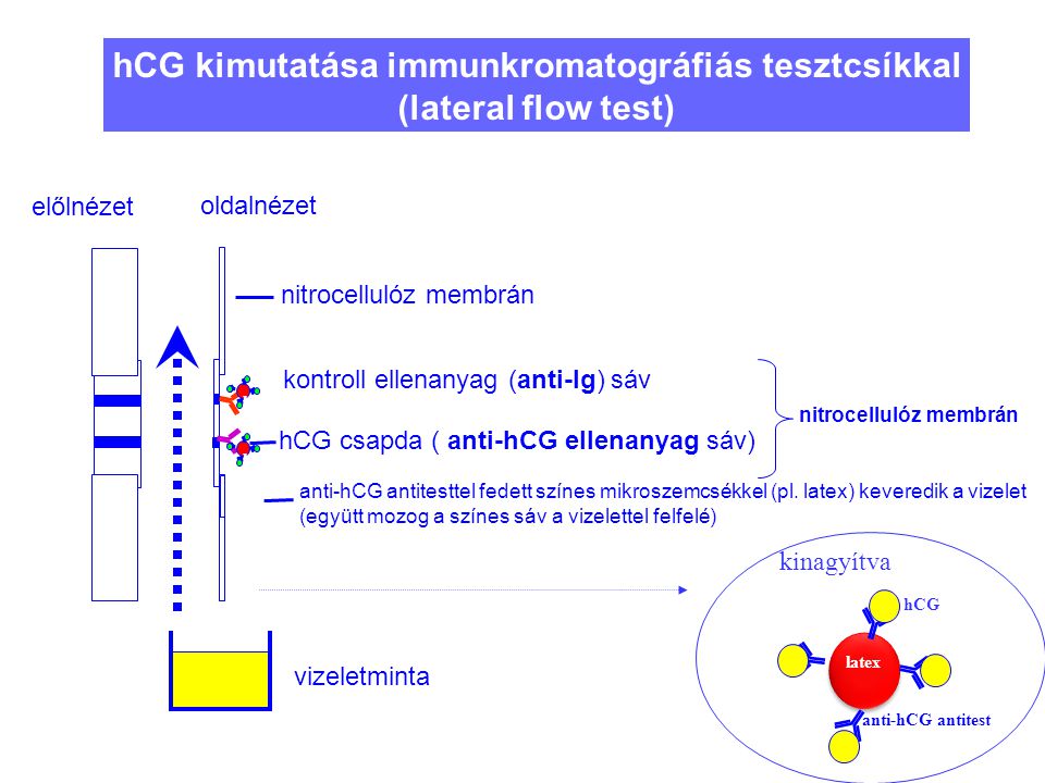 hCG kimutatása immunkromatográfiás tesztcsíkkal