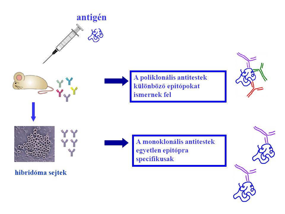 antigén A poliklonális antitestek különböző epitópokat ismernek fel