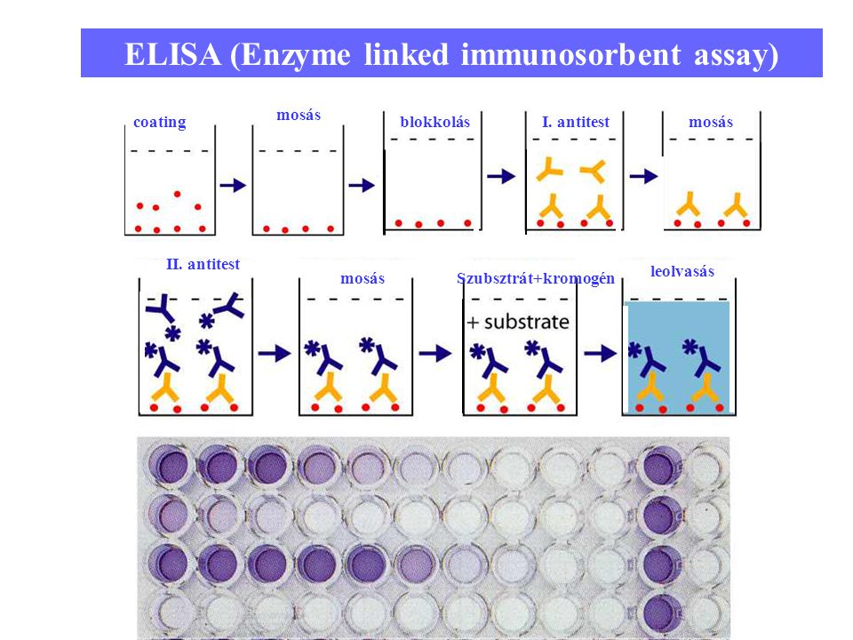 ELISA (Enzyme linked immunosorbent assay)