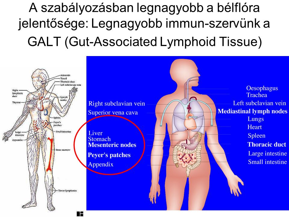 A szabályozásban legnagyobb a bélflóra jelentősége: Legnagyobb immun-szervünk a GALT (Gut-Associated Lymphoid Tissue)