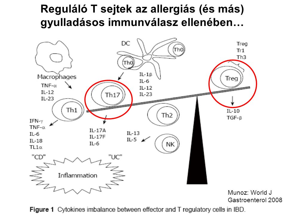Reguláló T sejtek az allergiás (és más) gyulladásos immunválasz ellenében…