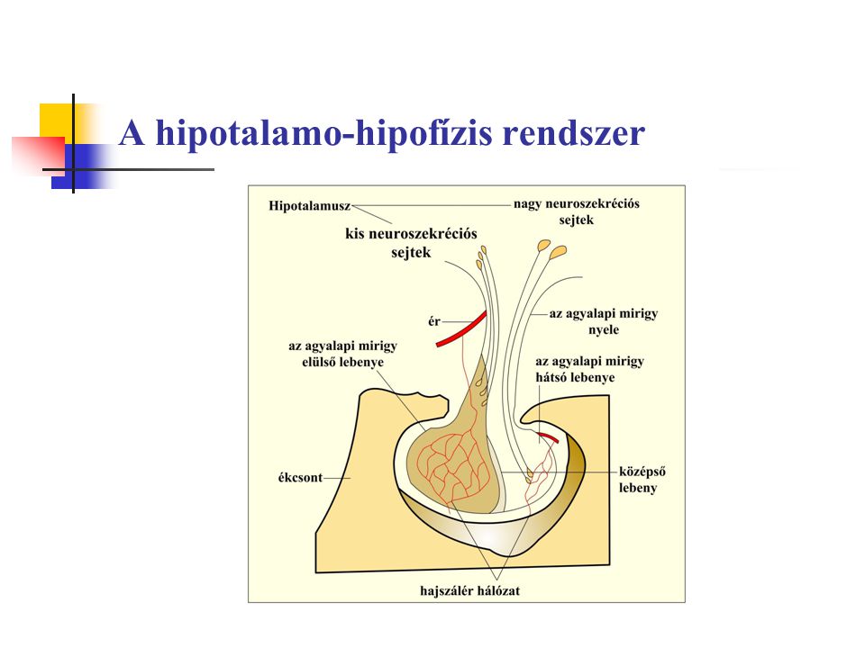 A hipotalamo-hipofízis rendszer