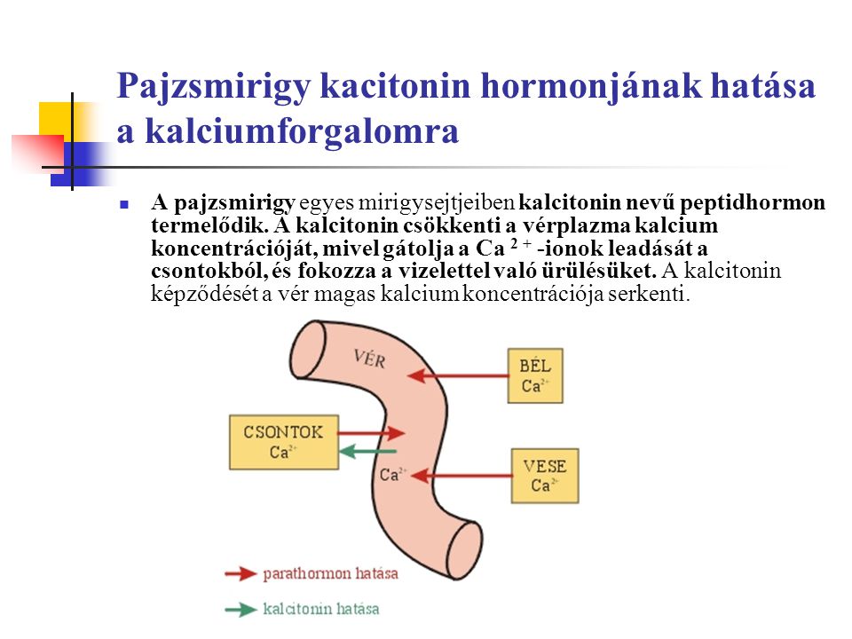Pajzsmirigy kacitonin hormonjának hatása a kalciumforgalomra