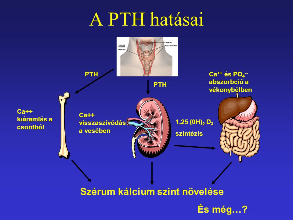 A PTH hatásai Szérum kálcium szint növelése És még… PTH