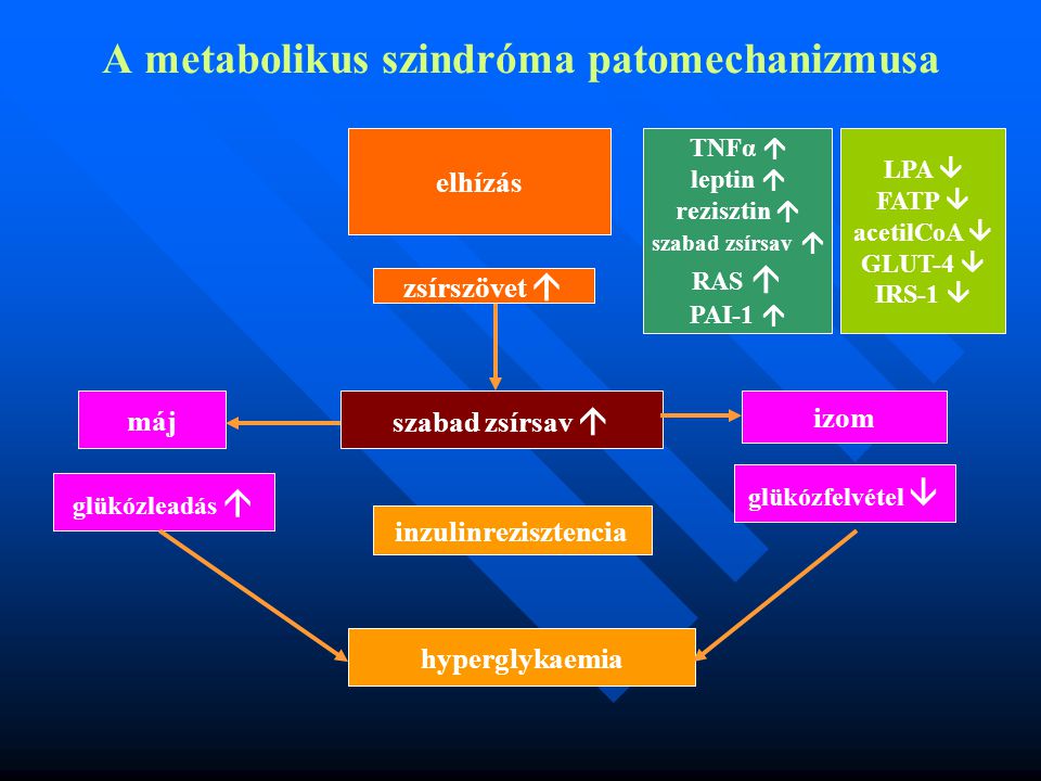 A metabolikus szindróma patomechanizmusa