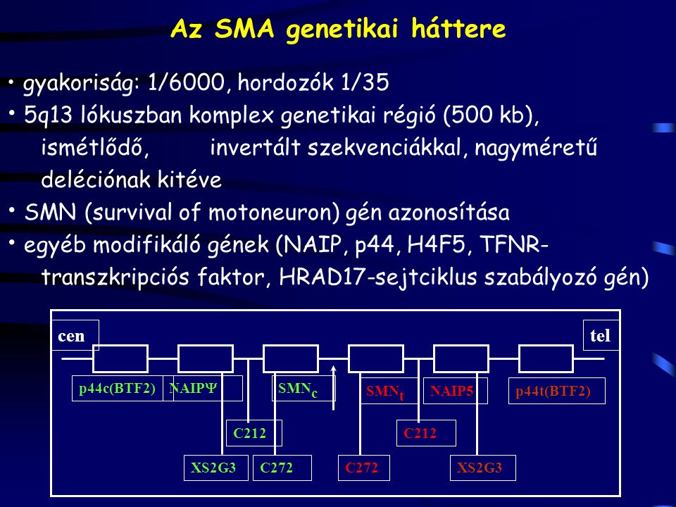 Az SMA genetikai háttere