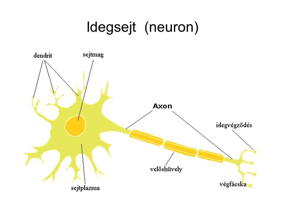 Idegsejt (neuron)