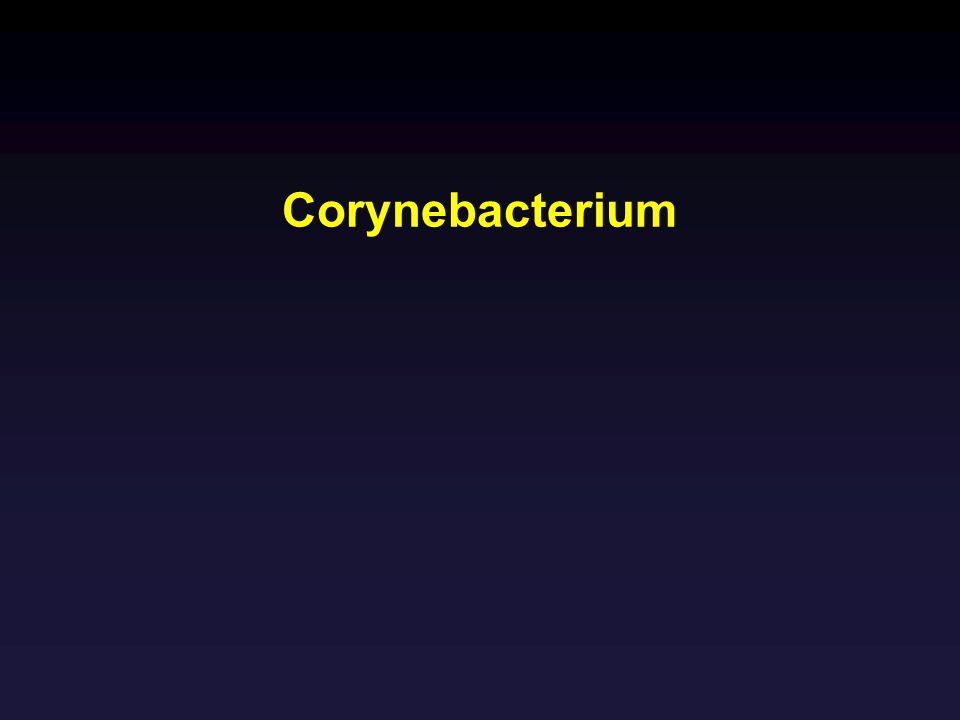 Corynebacterium