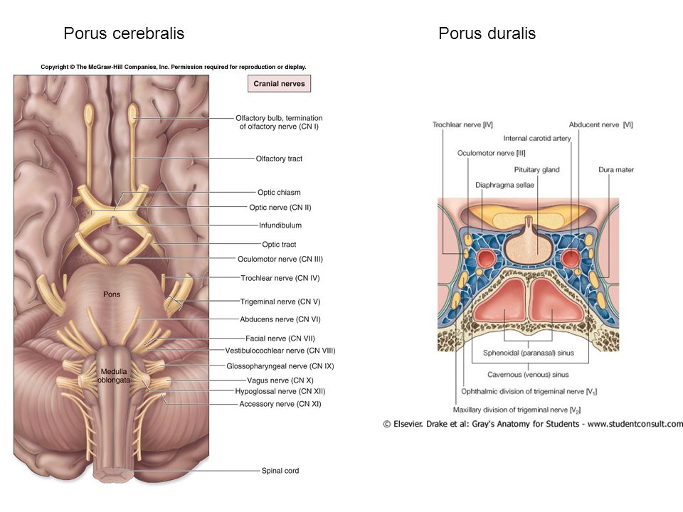 Porus cerebralis Porus duralis