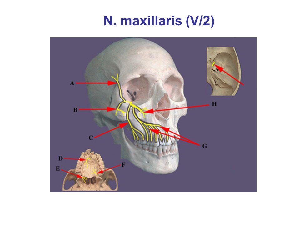 N. maxillaris (V/2)