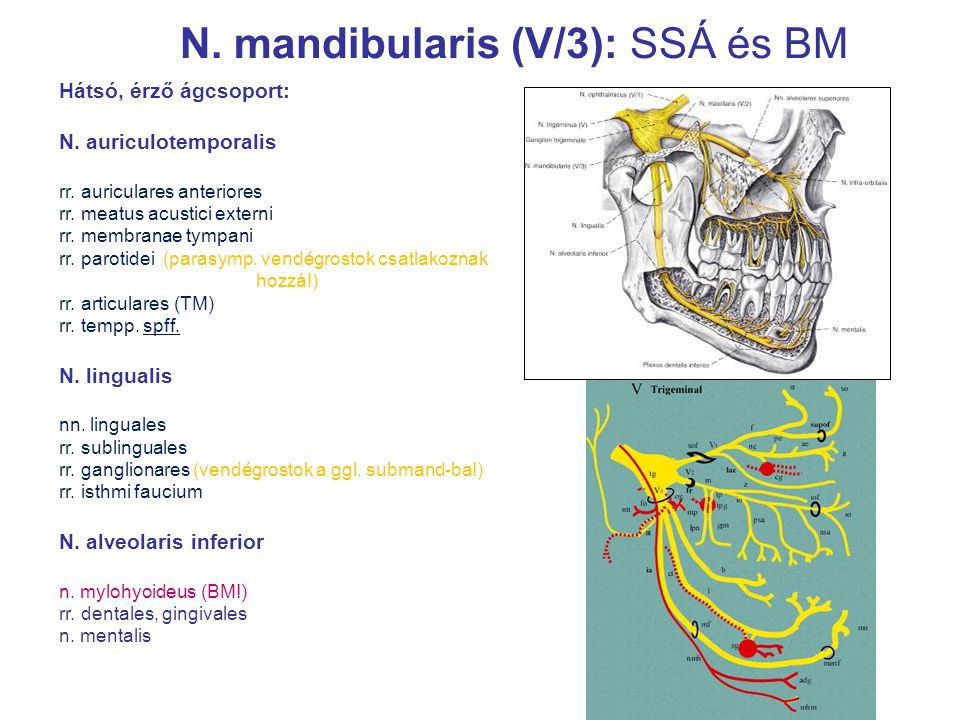 N. mandibularis (V/3): SSÁ és BM