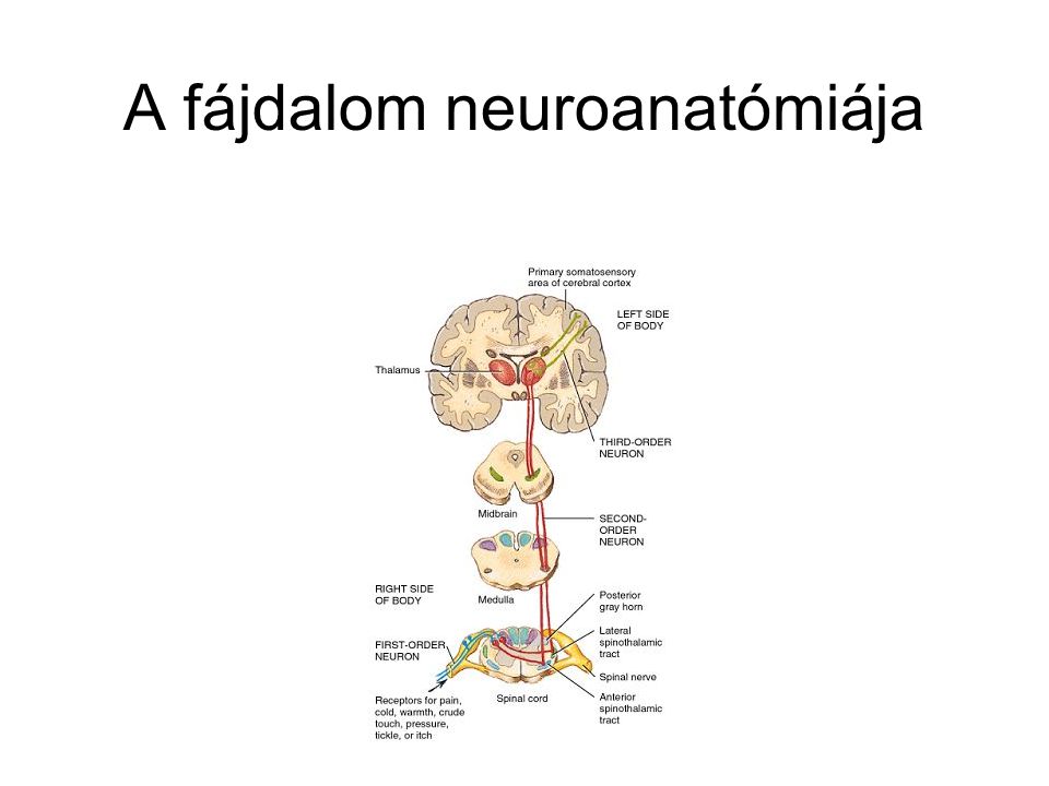 A fájdalom neuroanatómiája