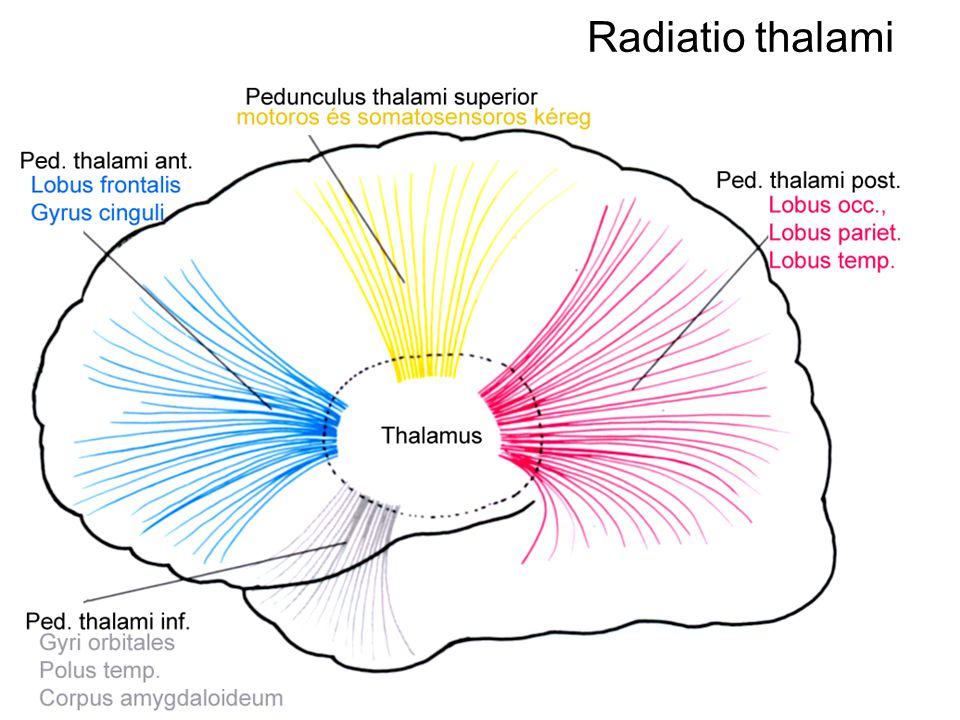 Radiatio thalami
