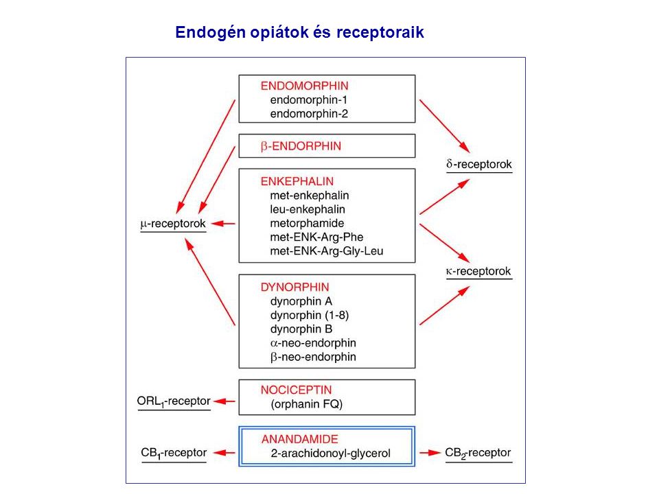 Endogén opiátok és receptoraik