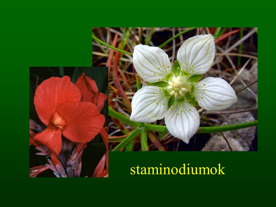 staminodiumok