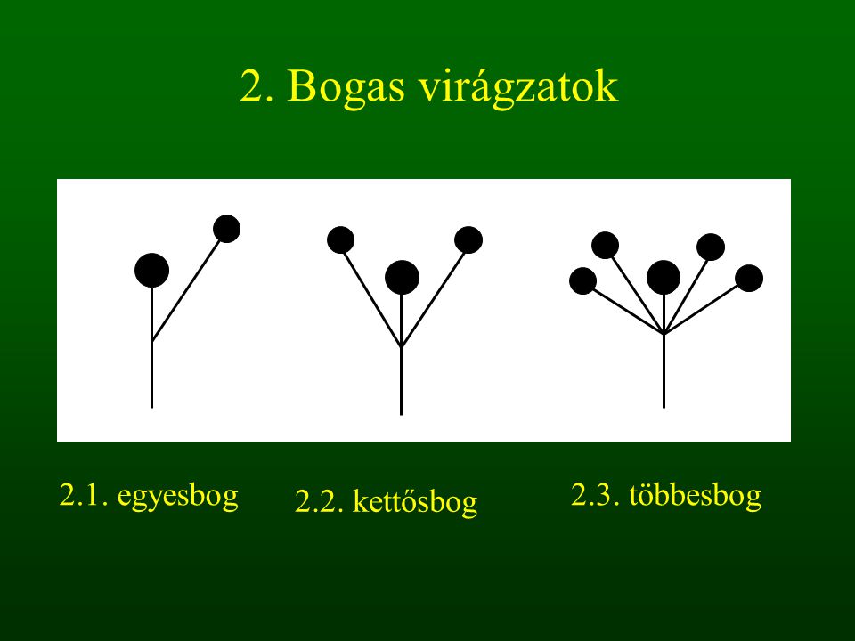 2. Bogas virágzatok 2.1. egyesbog 2.3. többesbog 2.2. kettősbog