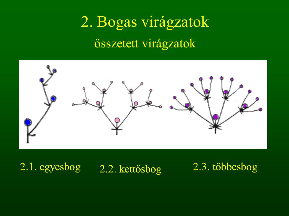2. Bogas virágzatok összetett virágzatok