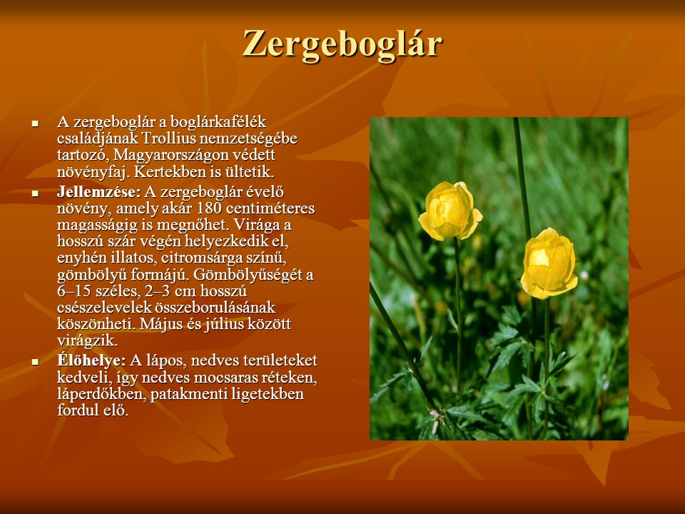 Zergeboglár A zergeboglár a boglárkafélék családjának Trollius nemzetségébe tartozó, Magyarországon védett növényfaj. Kertekben is ültetik.