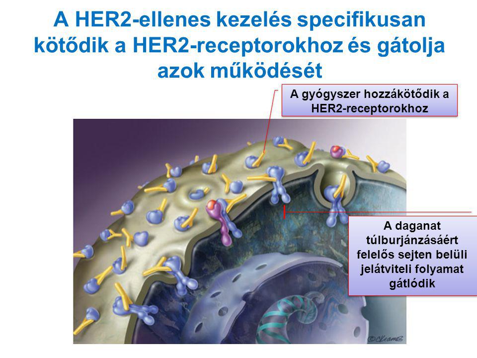 A gyógyszer hozzákötődik a HER2-receptorokhoz