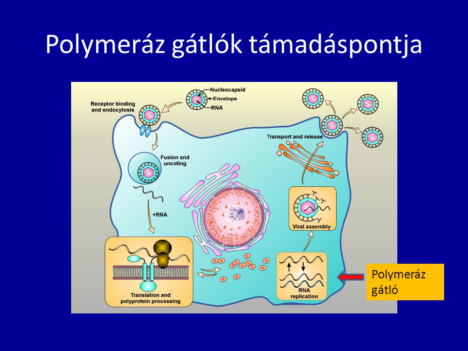 Polymeráz gátlók támadáspontja