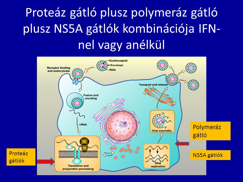Proteáz gátló plusz polymeráz gátló plusz NS5A gátlók kombinációja IFN-nel vagy anélkül