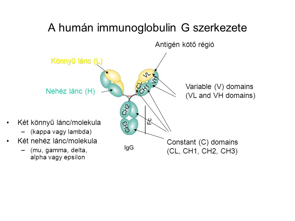 A humán immunoglobulin G szerkezete