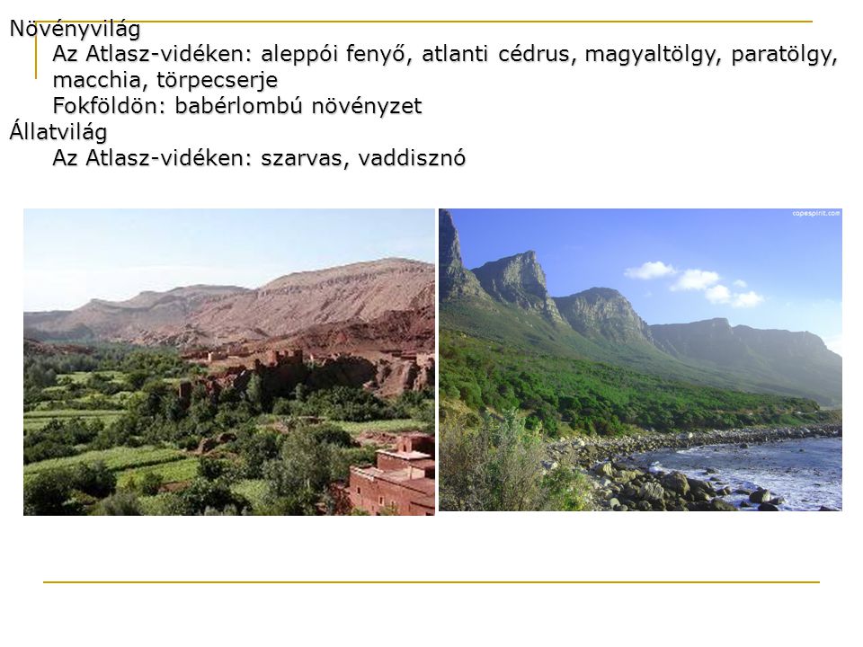 Növényvilág Az Atlasz-vidéken: aleppói fenyő, atlanti cédrus, magyaltölgy, paratölgy, macchia, törpecserje.